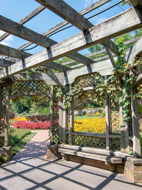 View of the Walled Garden in the Biltmore Gardens at the Biltmore Estate, showing wooden structure around the gardens as well as pink and yellow flowers