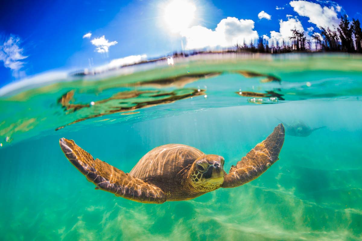 A Hawaiian Green sea turtle in the Pacific Ocean